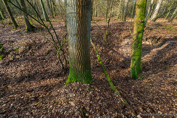 Middelste Heerdense beek 070220-110