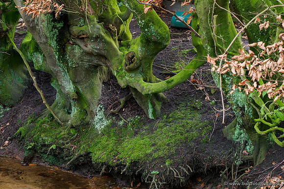 Middelste Heerdense beek 070220-185