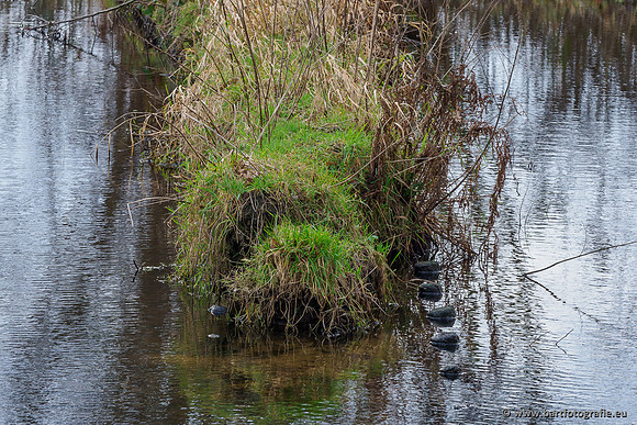 Middelste Heerdense beek 070220-204