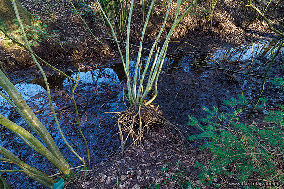 Middelste Heerdense beek 070220-219