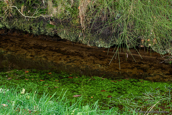 Middelste Heerdense beek 070220-243