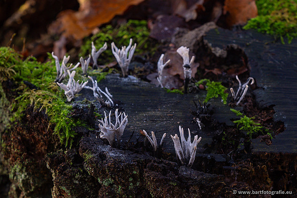 Paddenstoelen 2024-117