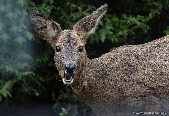 Zoogdieren, Bart Fotografie-448