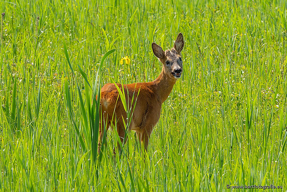 Zoogdieren, Bart Fotografie-449