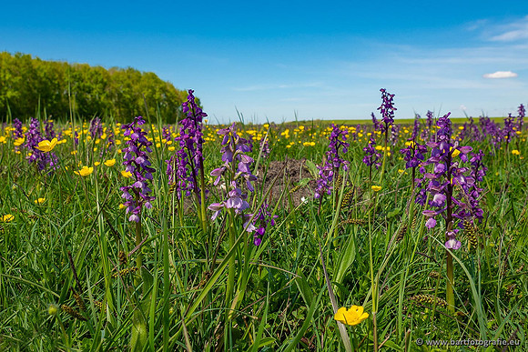 Akker en Weide Bart Fotografie-105