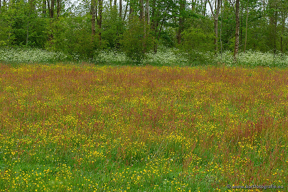 Akker en Weide Bart Fotografie-109