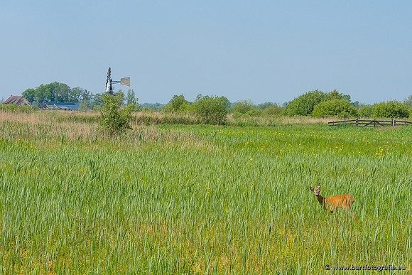 Akker en Weide Bart Fotografie-112
