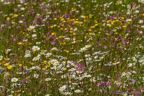 Akker en Weide Bart Fotografie-114