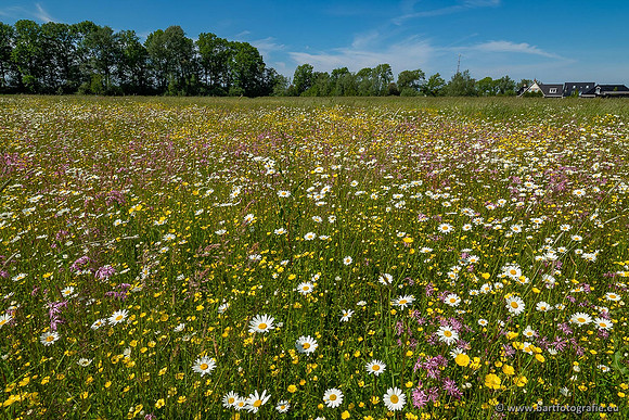 Akker en Weide Bart Fotografie-117