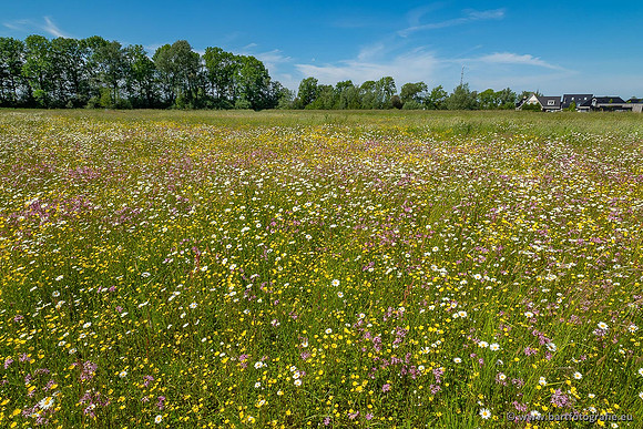 Akker en Weide Bart Fotografie-116