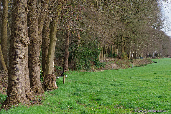 Wendhorstbeek 250220-034