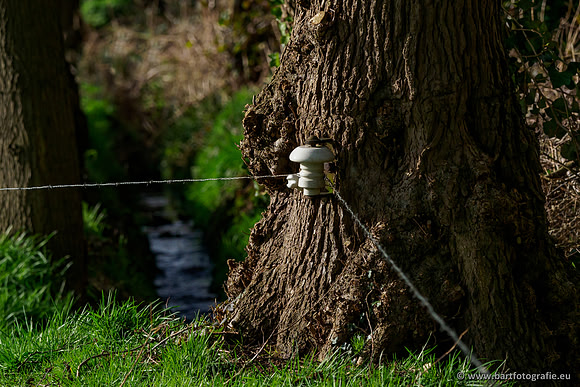 Wendhorstbeek 250220-037
