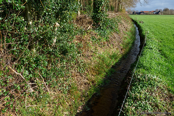 Wendhorstbeek 250220-039