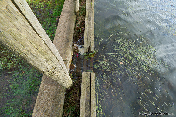 Wendhorstbeek 250220-073