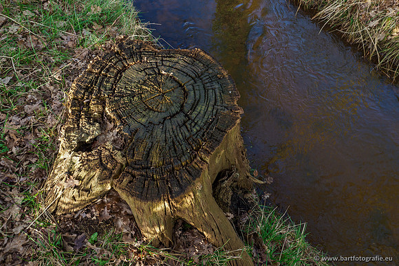 Wendhorstbeek 250220-132