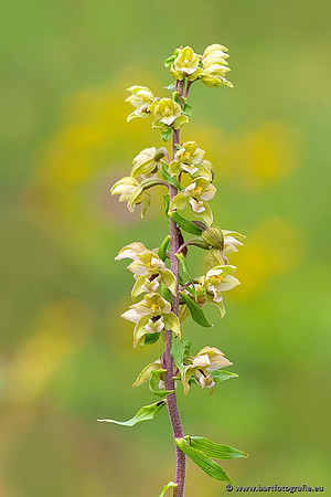 Brede wespenorchis, Epipactis helleborine, Nederland, Bart Fotografie-033