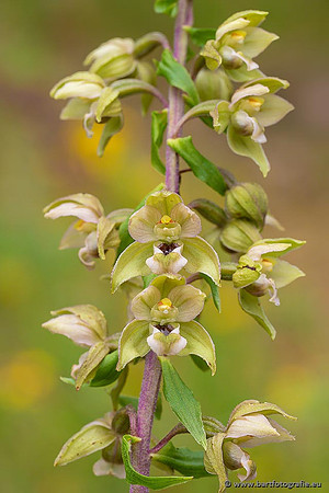 Brede wespenorchis, Epipactis helleborine, Nederland, Bart Fotografie-034