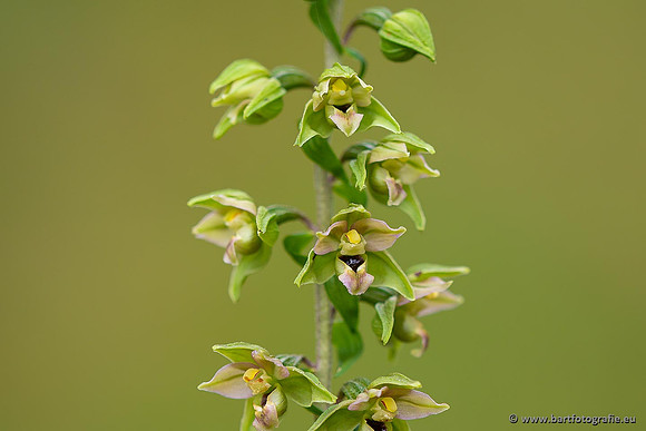 Brede wespenorchis, Epipactis helleborine, Nederland, Bart Fotografie-036