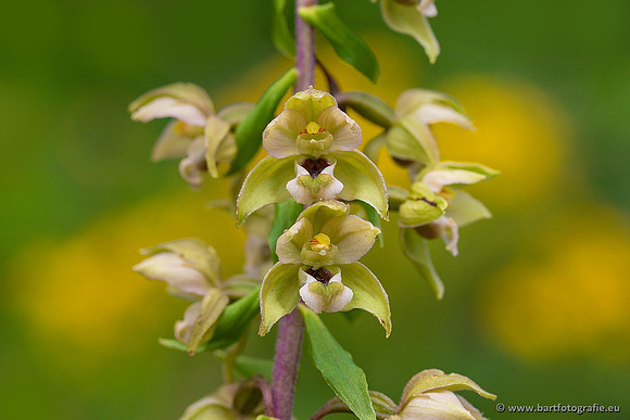 Brede wespenorchis, Epipactis helleborine, Nederland, Bart Fotografie-035