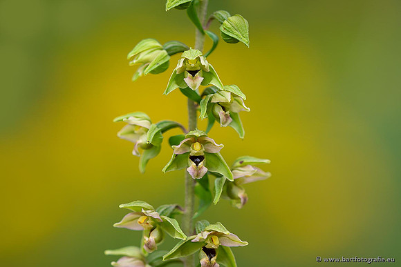 Brede wespenorchis, Epipactis helleborine, Nederland, Bart Fotografie-037