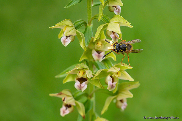 Brede wespenorchis, Epipactis helleborine, Nederland, Bart Fotografie-038