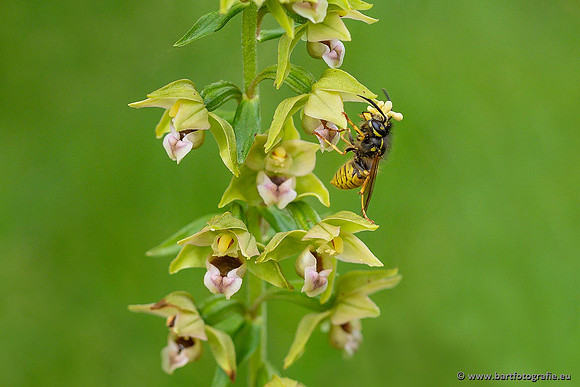 Brede wespenorchis, Epipactis helleborine, Nederland, Bart Fotografie-039