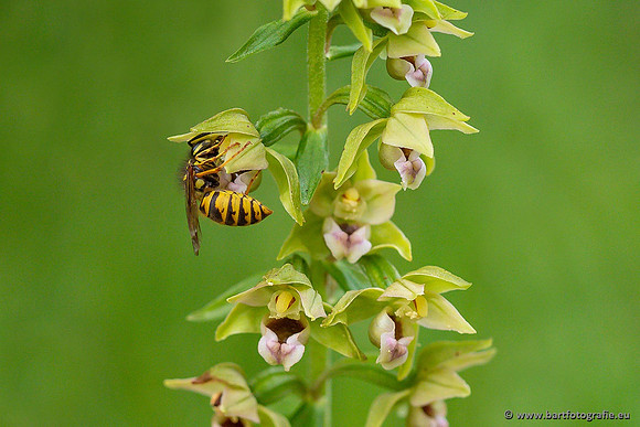 Brede wespenorchis, Epipactis helleborine, Nederland, Bart Fotografie-040