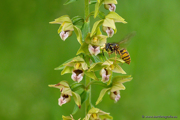Brede wespenorchis, Epipactis helleborine, Nederland, Bart Fotografie-041