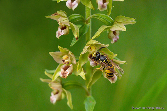 Brede wespenorchis, Epipactis helleborine, Nederland, Bart Fotografie-043