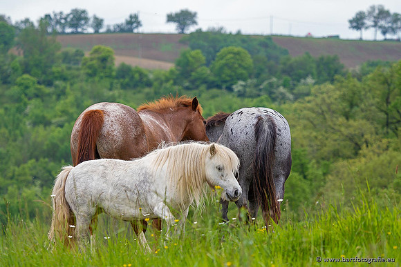 Ariège, Frankrijk, mei 2022, Bart Fotografie-006