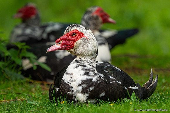 Exoten, Bart Fotografie-130