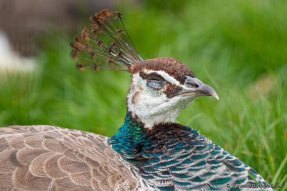 Exoten, Bart Fotografie-129