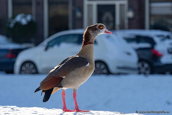 Ganzen en Zwanen, Bart Fotografie-516