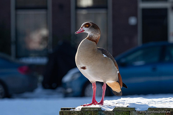 Ganzen en Zwanen, Bart Fotografie-515