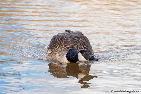 Ganzen en Zwanen, Bart Fotografie-513