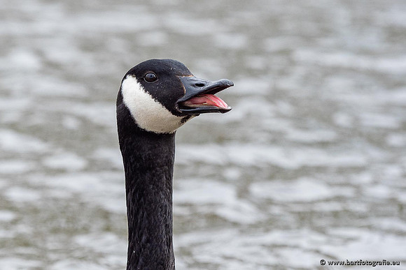 Ganzen en Zwanen, Bart Fotografie-517
