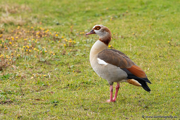 Ganzen en Zwanen, Bart Fotografie-514