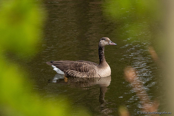 Ganzen en Zwanen, Bart Fotografie-518