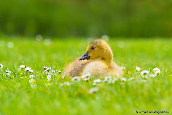 Ganzen en Zwanen, Bart Fotografie-521