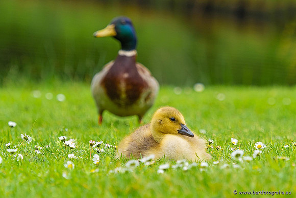 Ganzen en Zwanen, Bart Fotografie-522