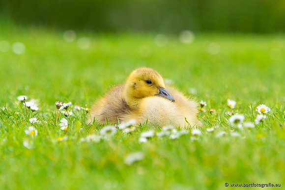 Ganzen en Zwanen, Bart Fotografie-523