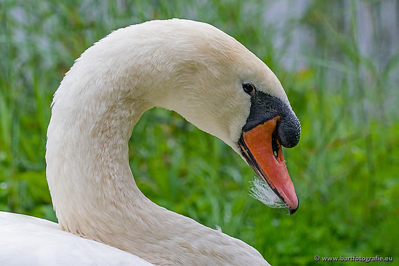 Ganzen en Zwanen, Bart Fotografie-526