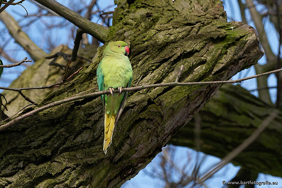 Holenbroeders, Bart Fotografie-468