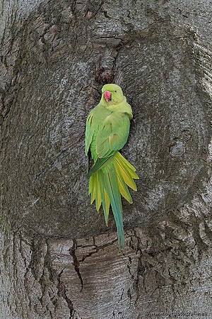 Holenbroeders, Bart Fotografie-470