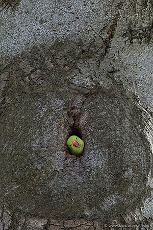Holenbroeders, Bart Fotografie-471