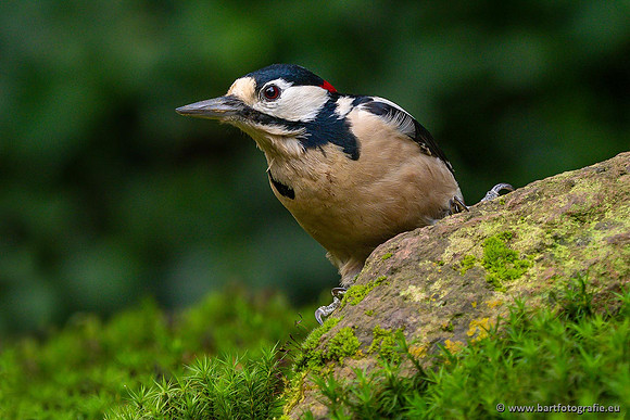 Holenbroeders, Bart Fotografie-475