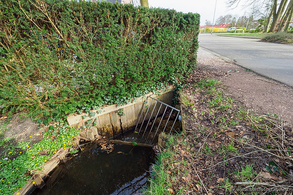 Molecatense beek Benedenloop 170320-019