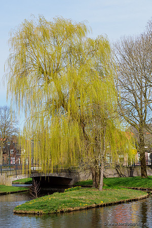 Molecatense beek Benedenloop 170320-054