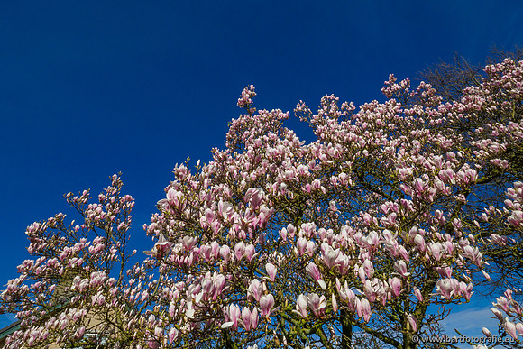 Molecatense beek Benedenloop 170320-096