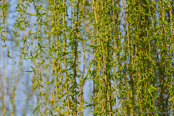 Molecatense beek Benedenloop 170320-097